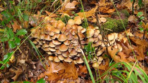 Herbstspaziergang