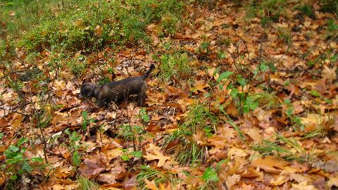 Herbstspaziergang